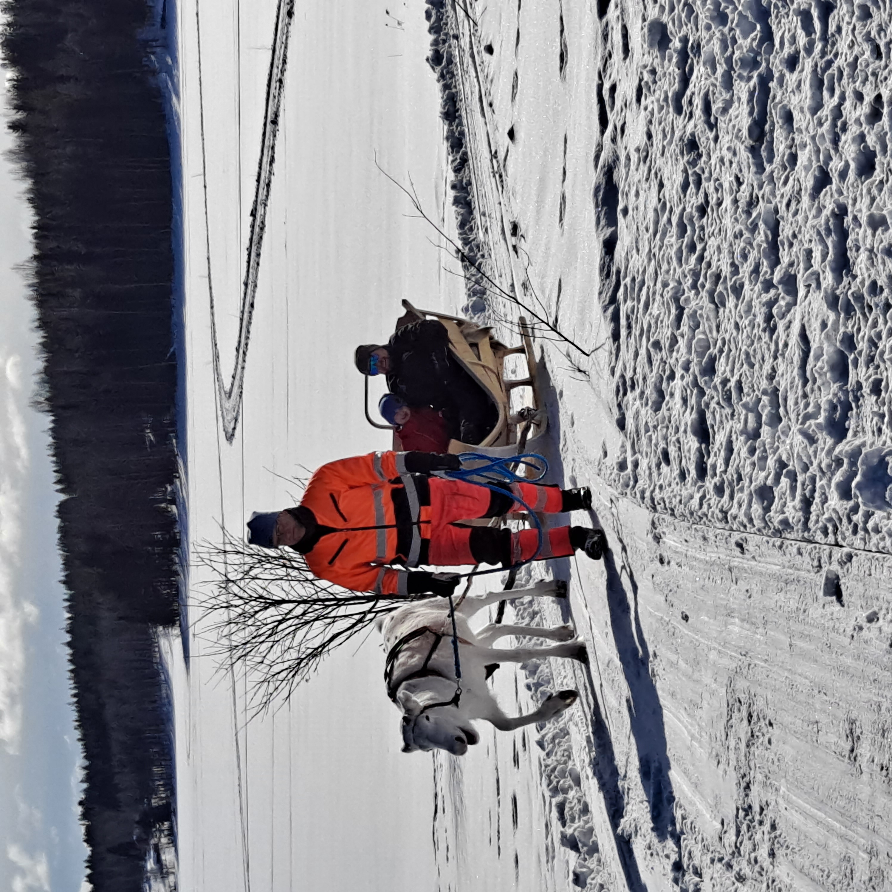 Reindeer Farm Excursion