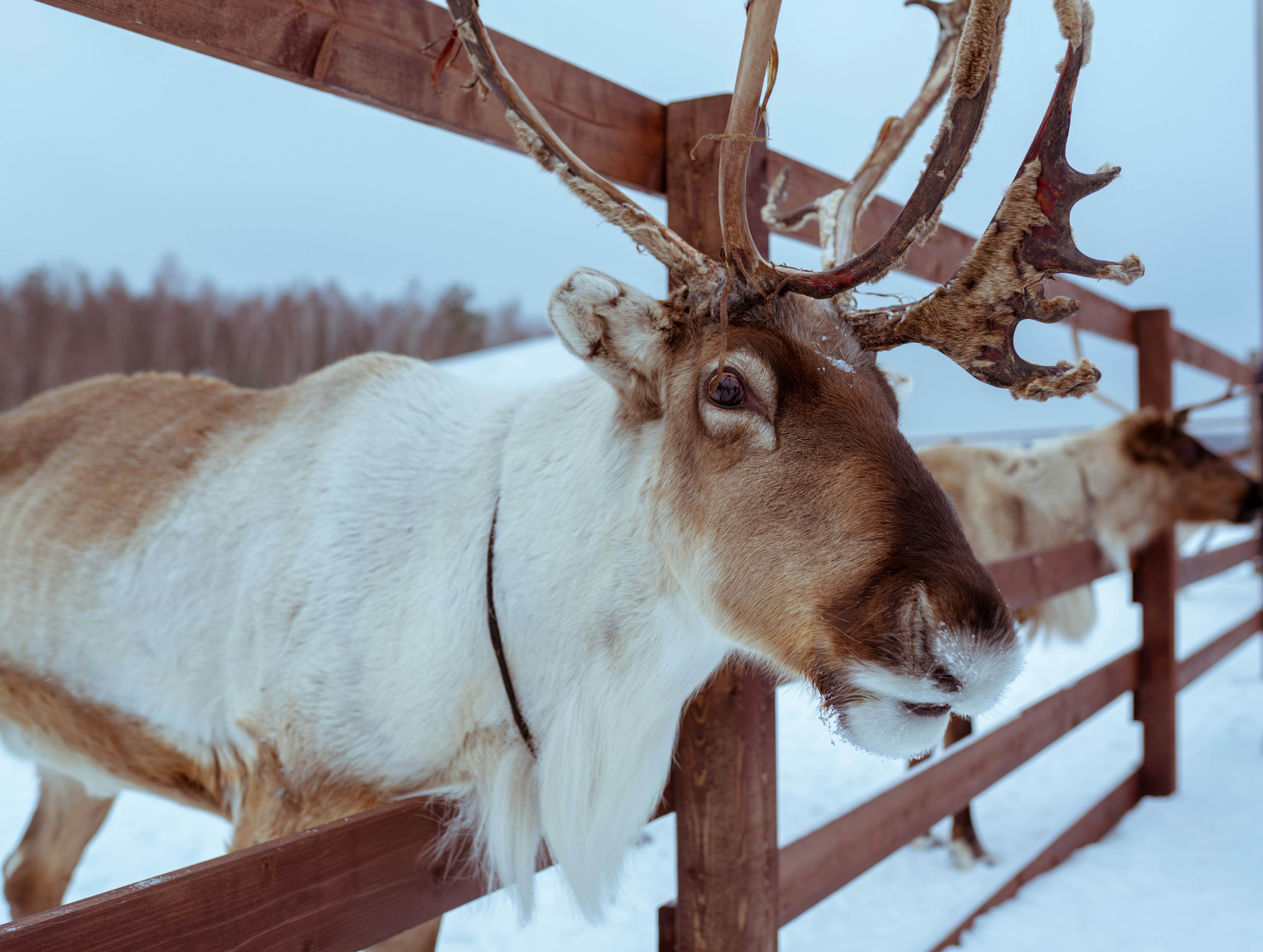 Reindeer farm 1